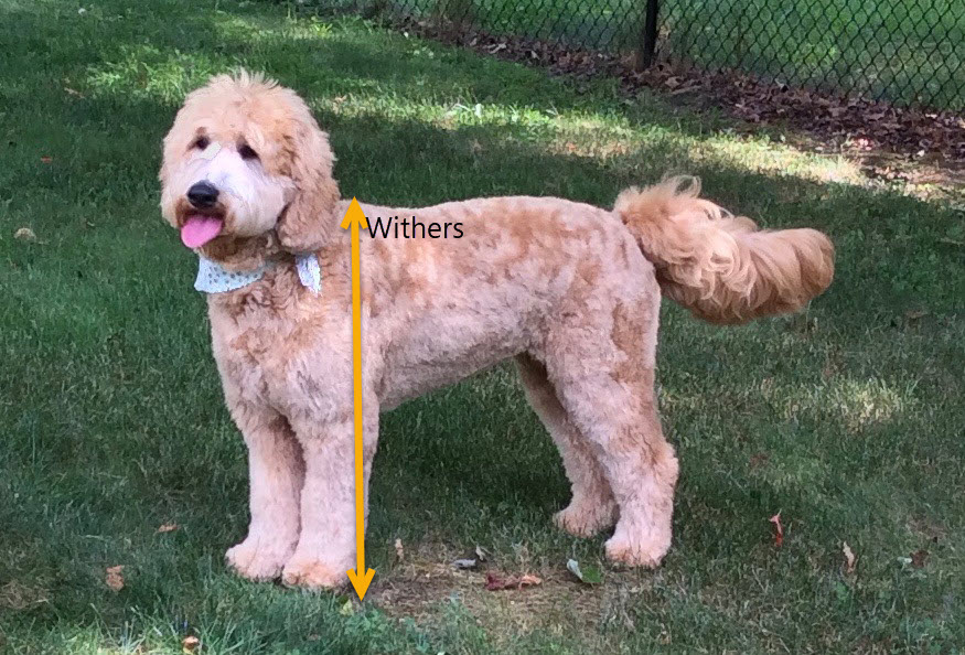 Withers