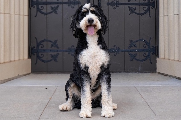 Golden Mountain Doodle