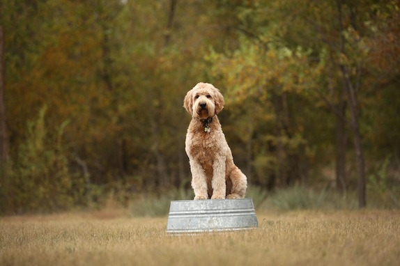 Standard Goldendoodle
