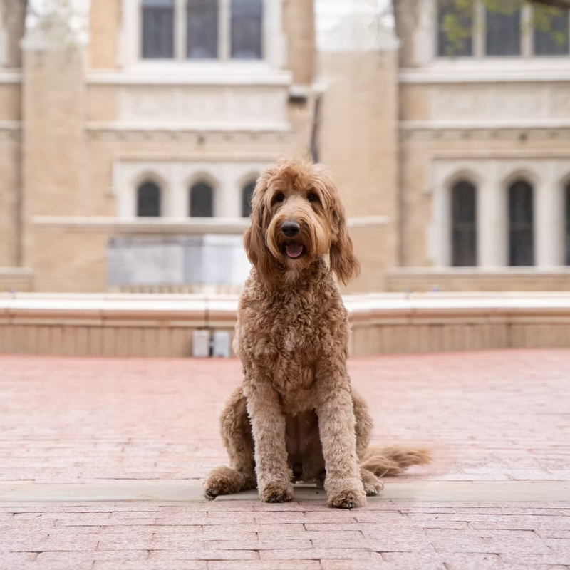 Parker - Goldendoodle Momma