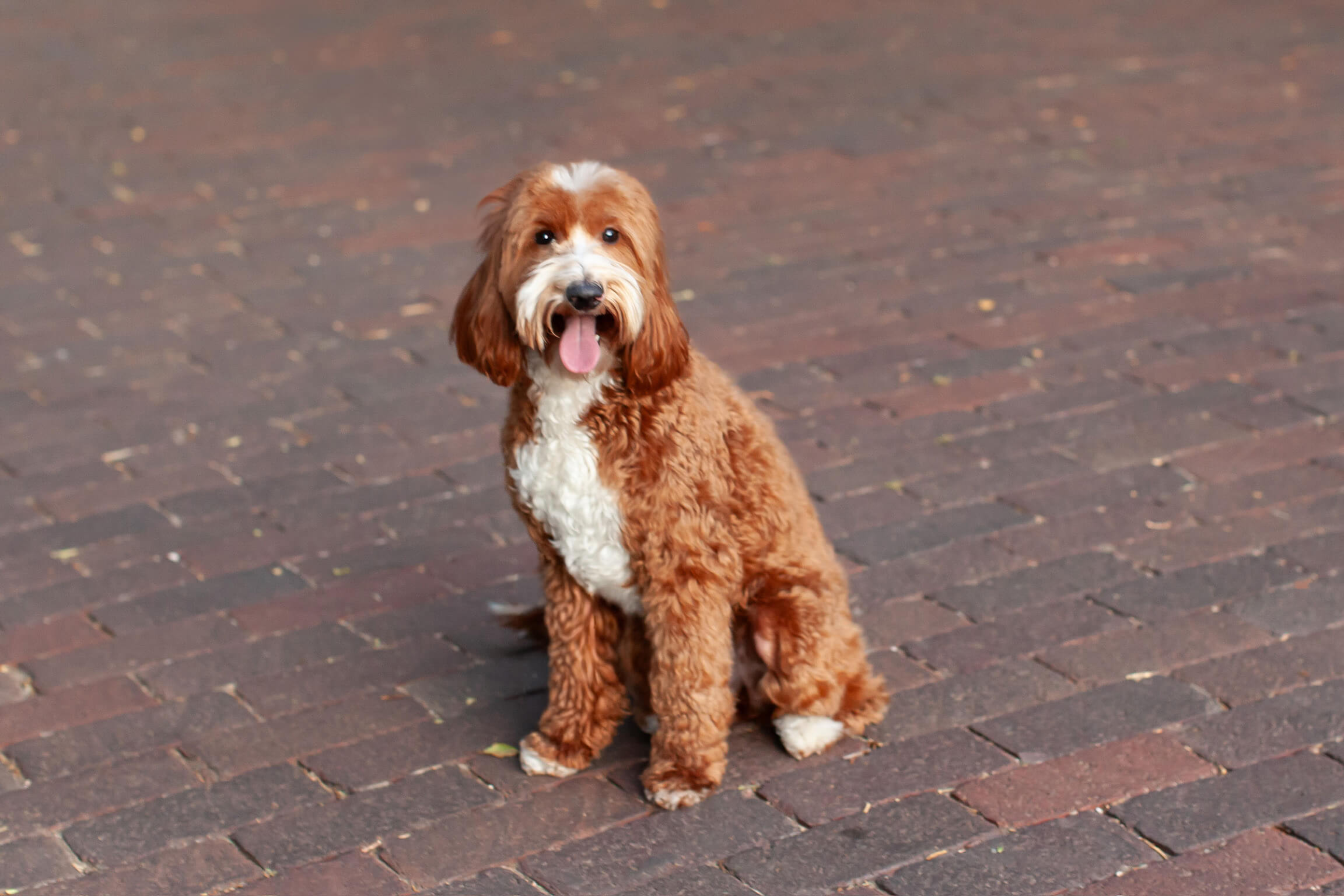 Petite Goldendoodle